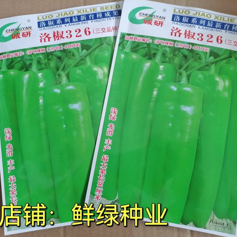 洛椒326A（浅绿型）中早熟大牛角椒果色浅绿色泽鲜亮