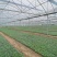 河南扶沟县优秀西兰花种植基地保质保量全国发货欢迎联系