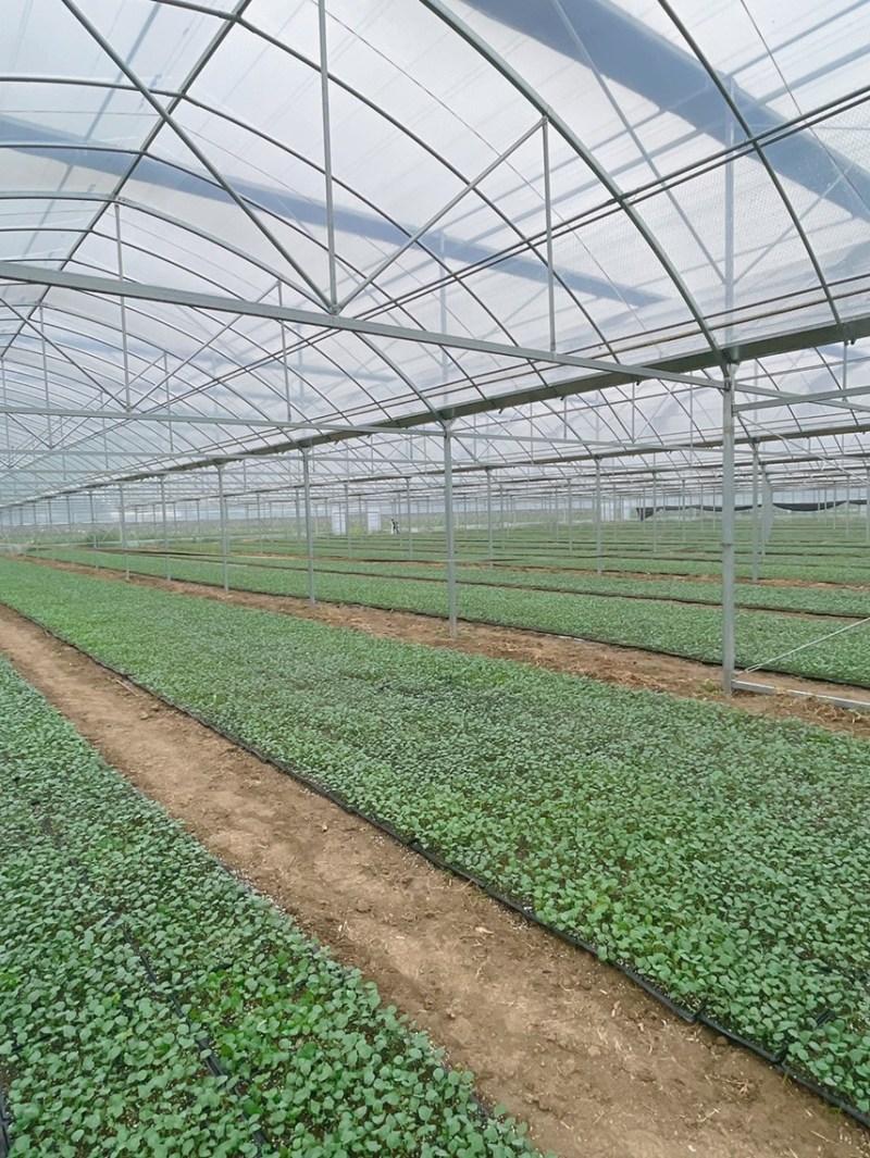河南扶沟县优秀西兰花种植基地保质保量全国发货欢迎联系