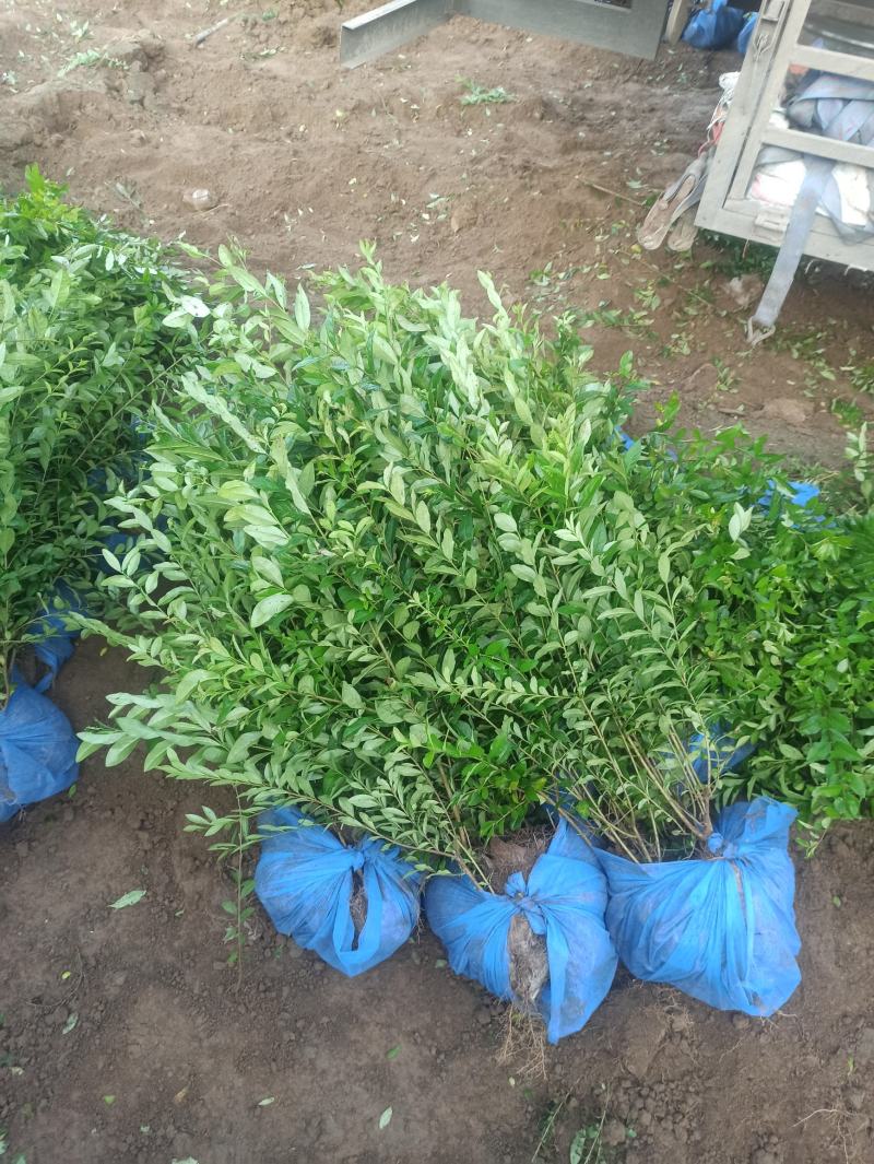 水腊水腊杯苗水腊地栽苗水腊价格出售水蜡金叶水腊