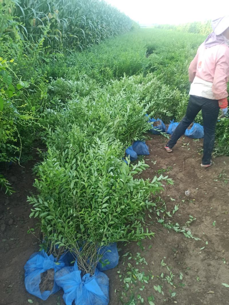 水腊水腊杯苗水腊地栽苗水腊价格出售水蜡金叶水腊