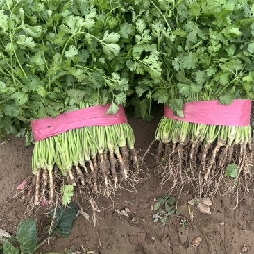 本地香菜大量上市质量杠杠滴价格便宜
