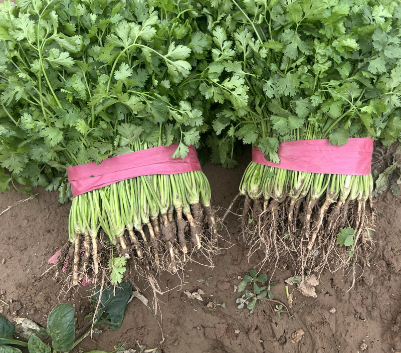 本地香菜大量上市质量杠杠滴价格便宜