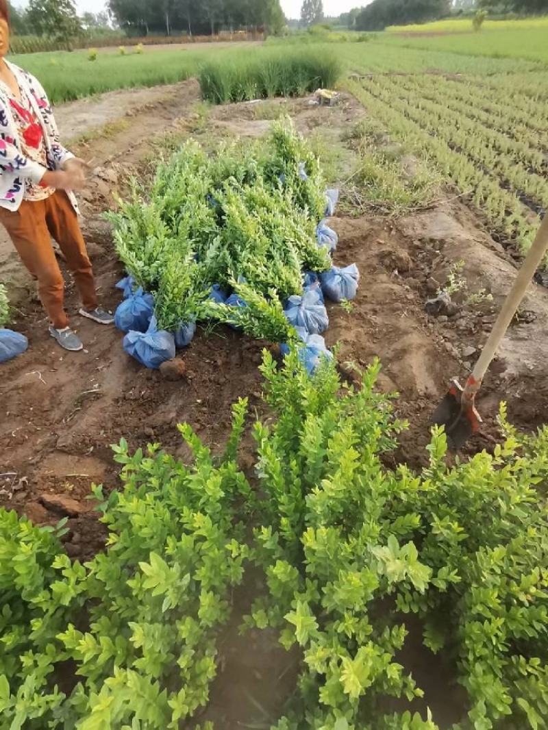 水腊水腊杯苗水腊地栽苗水腊价格出售水蜡金叶水腊