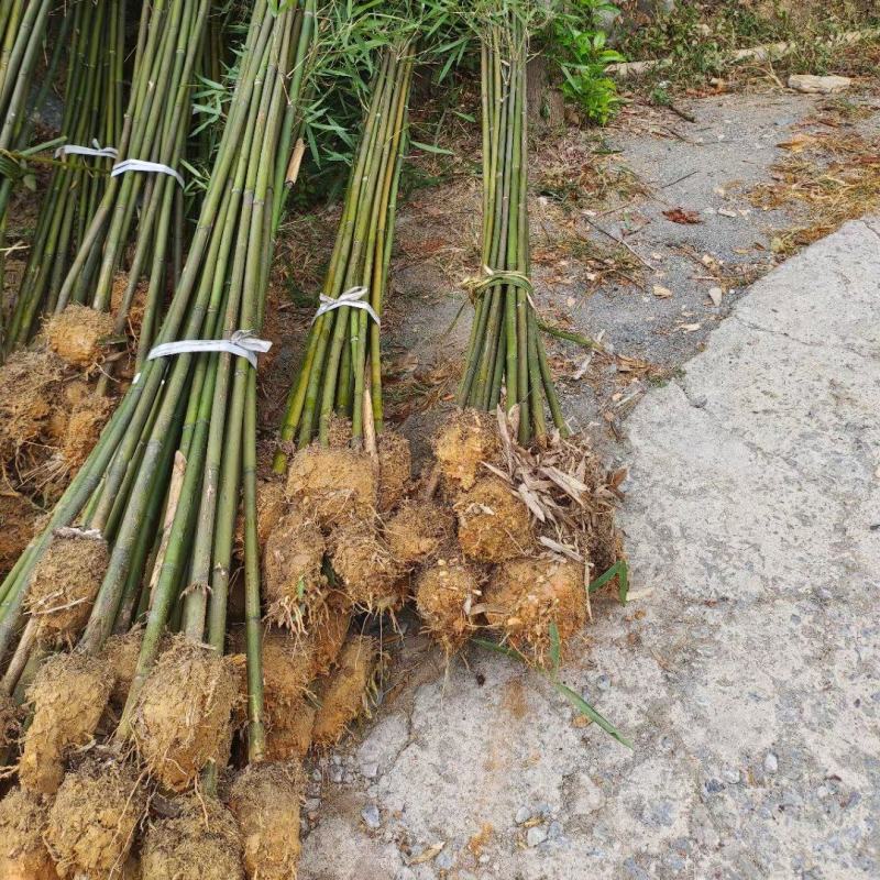 2公分青皮竹