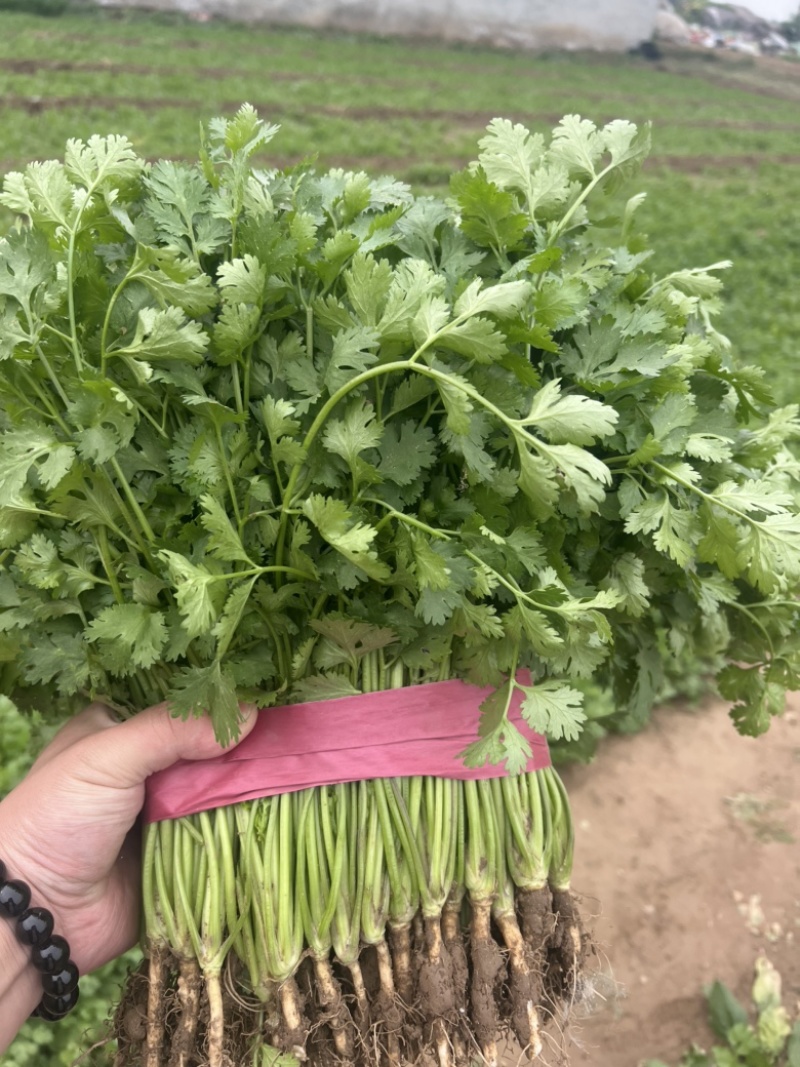 本地香菜大量上市质量杠杠滴价格便宜