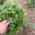 本地香菜大量上市质量杠杠滴价格便宜