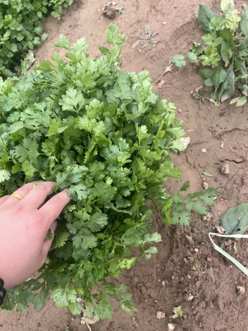 本地香菜大量上市质量杠杠滴价格便宜