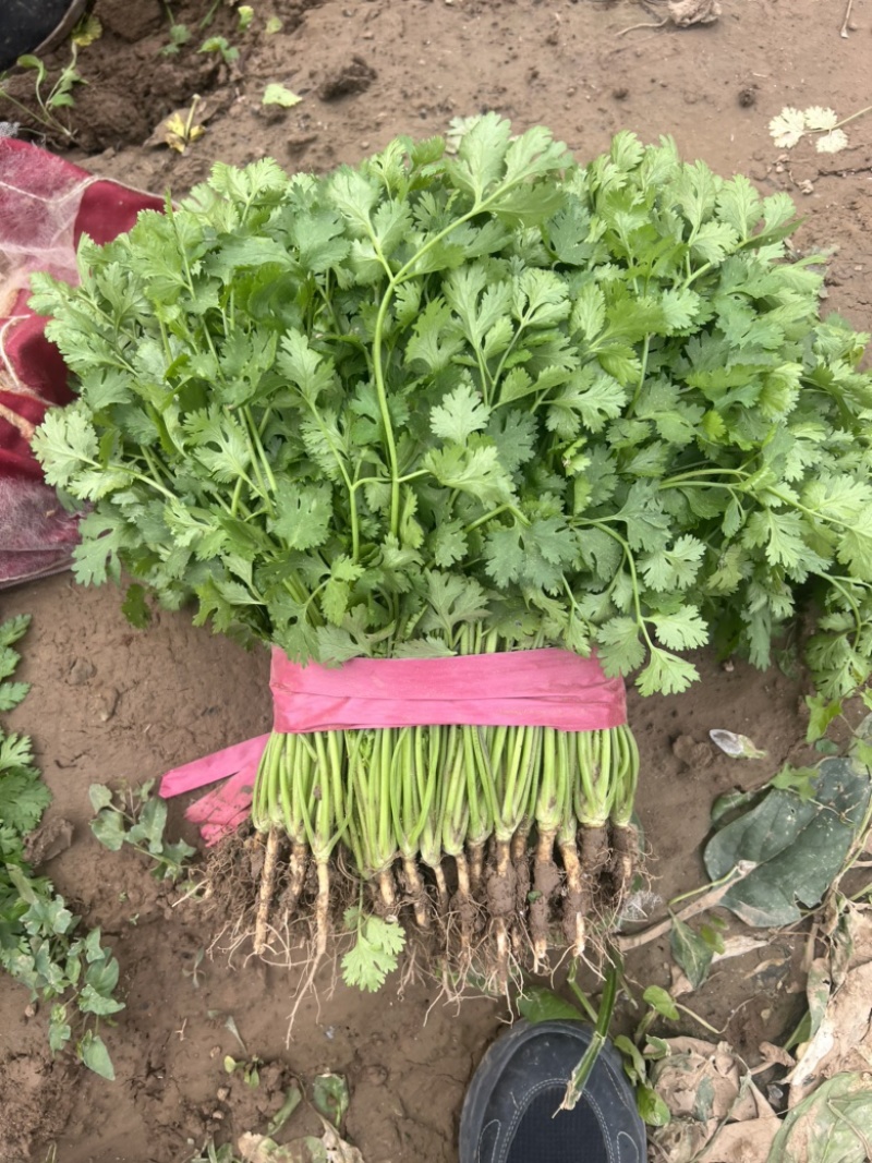 本地香菜大量上市质量杠杠滴价格便宜