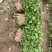 本地香菜大量上市质量杠杠滴价格便宜