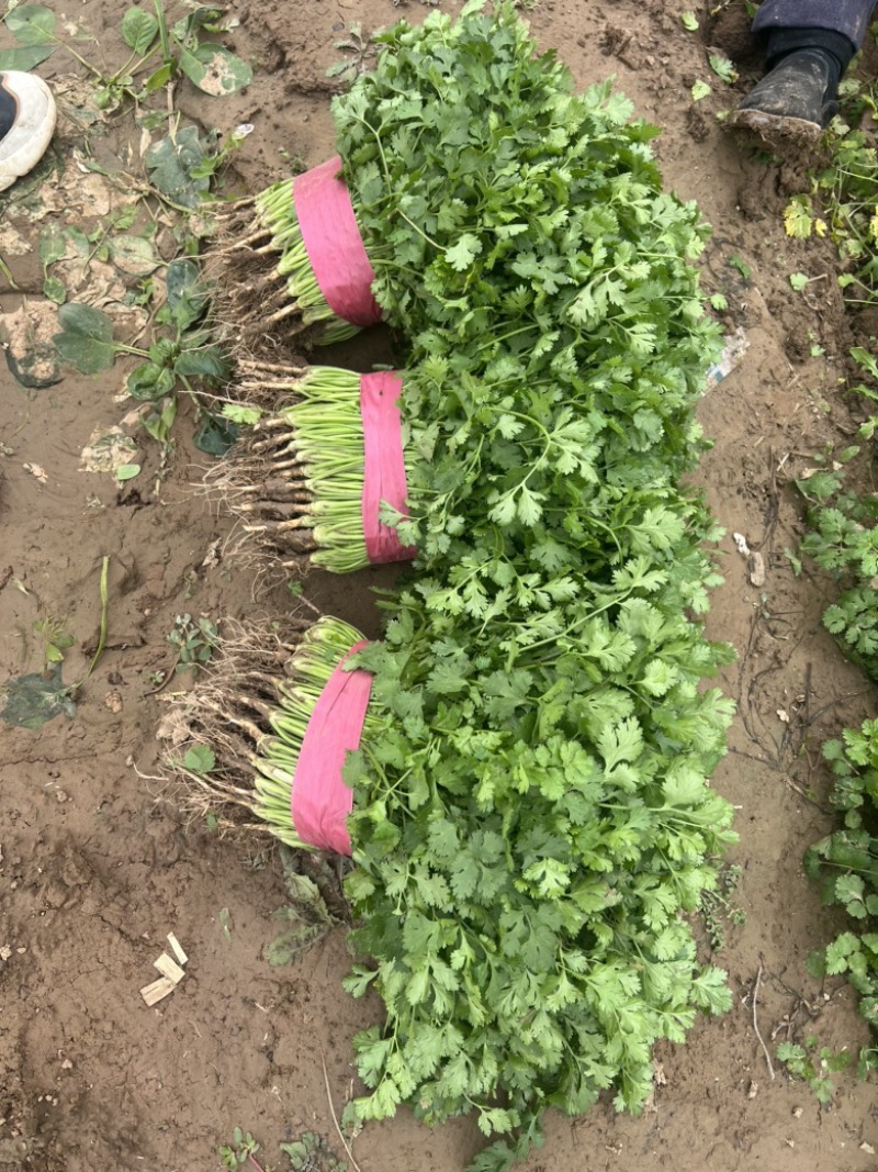 本地香菜大量上市质量杠杠滴价格便宜