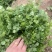 本地香菜大量上市质量杠杠滴价格便宜
