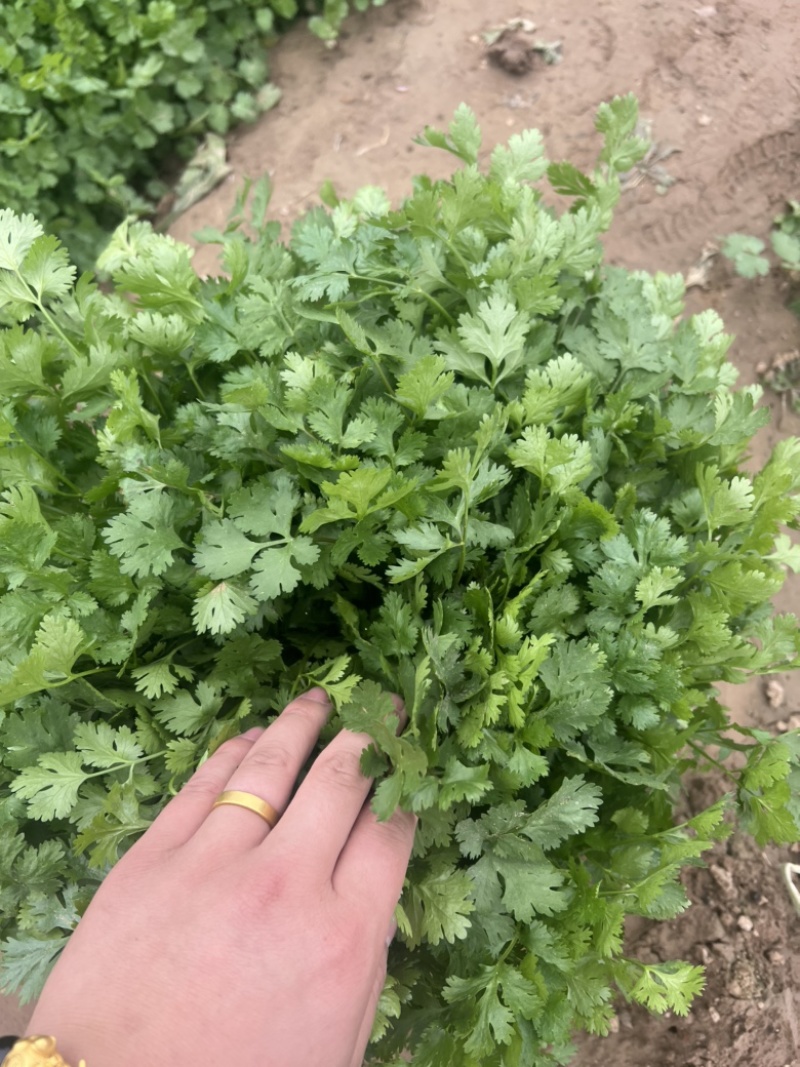本地香菜大量上市质量杠杠滴价格便宜