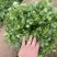 本地香菜大量上市质量杠杠滴价格便宜