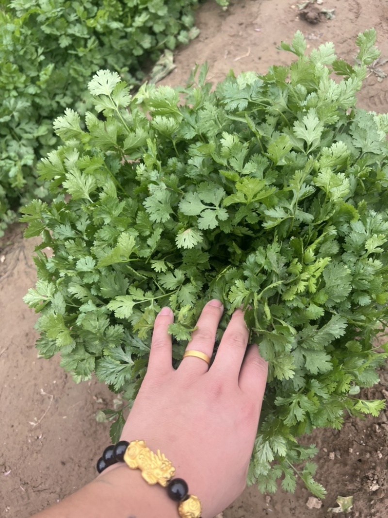 本地香菜大量上市质量杠杠滴价格便宜