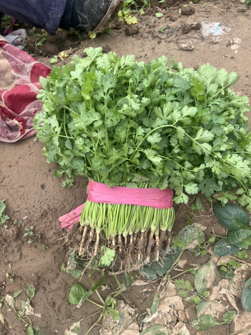本地香菜大量上市质量杠杠滴价格便宜