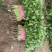 本地香菜大量上市质量杠杠滴价格便宜