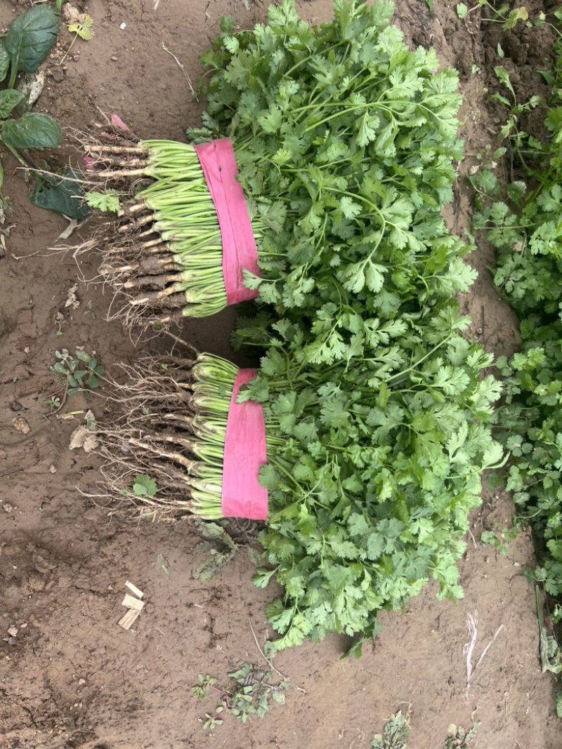 本地香菜大量上市质量杠杠滴价格便宜
