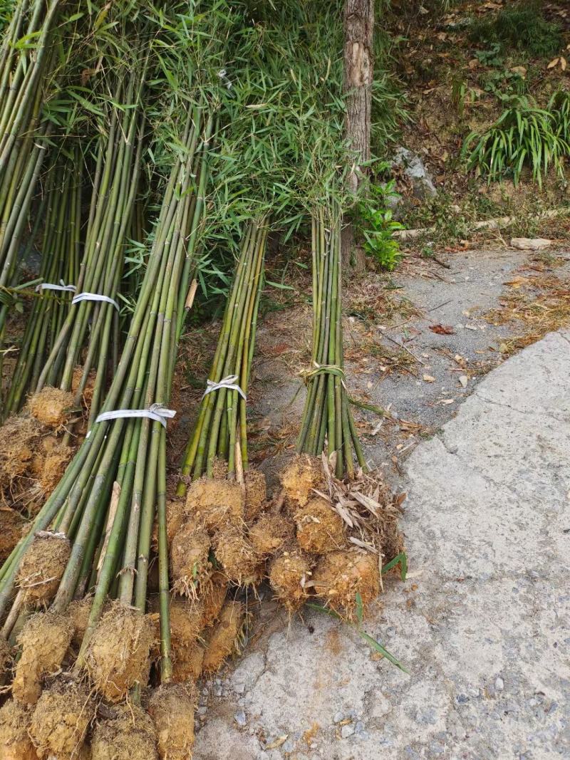 2公分青皮竹
