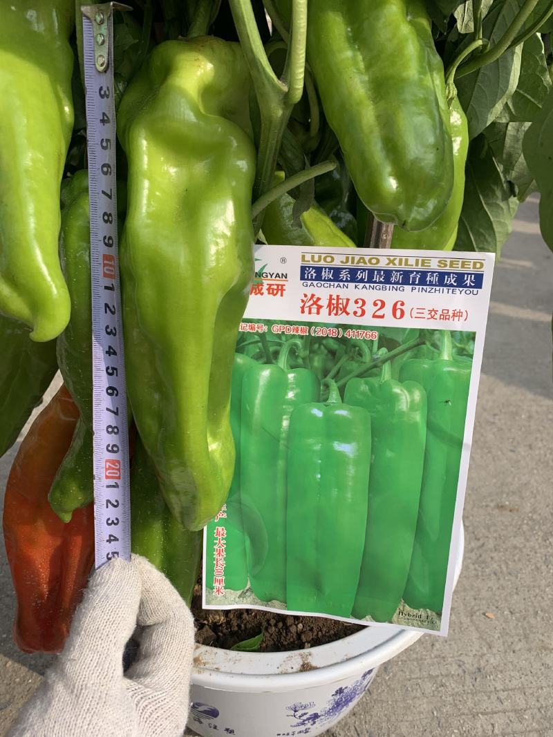 洛椒326A（浅绿型）中早熟大牛角椒果色浅绿色泽鲜亮