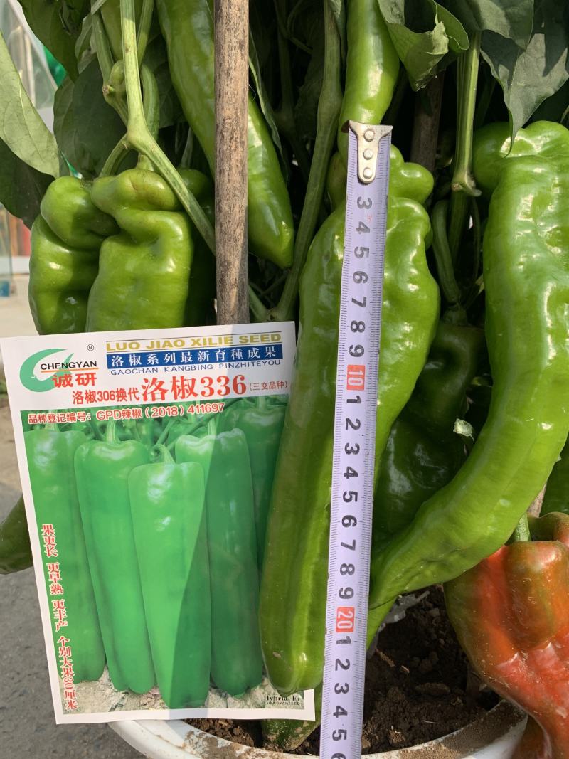 洛椒326：早中熟泡椒品种、丰产色泽浅绿鲜艳漂亮商品性佳
