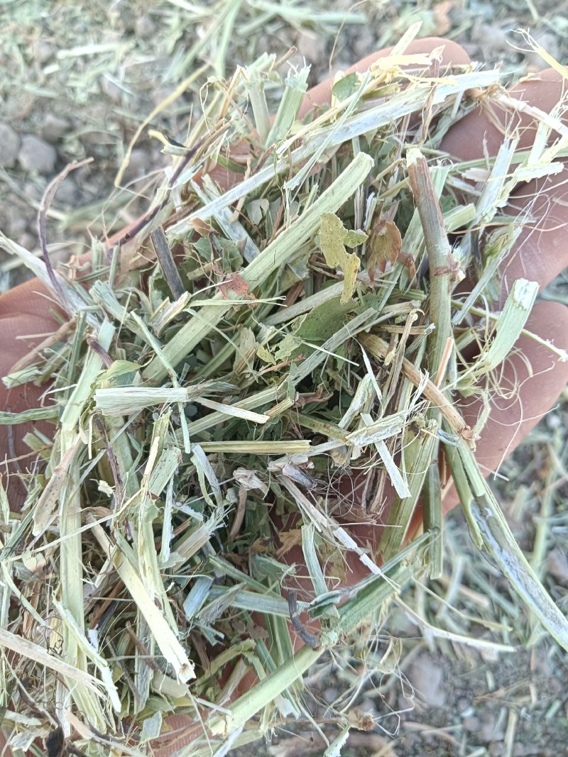 牛羊专用花生秧