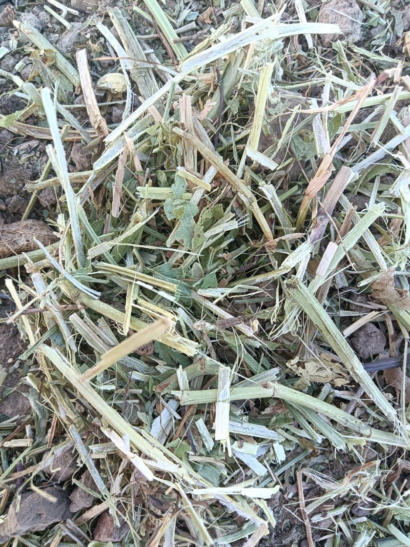 牛羊专用花生秧