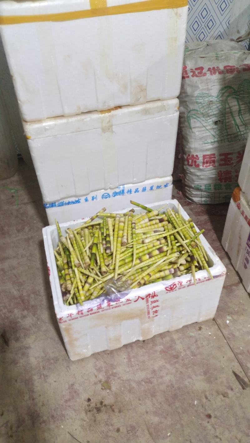 重阳笋