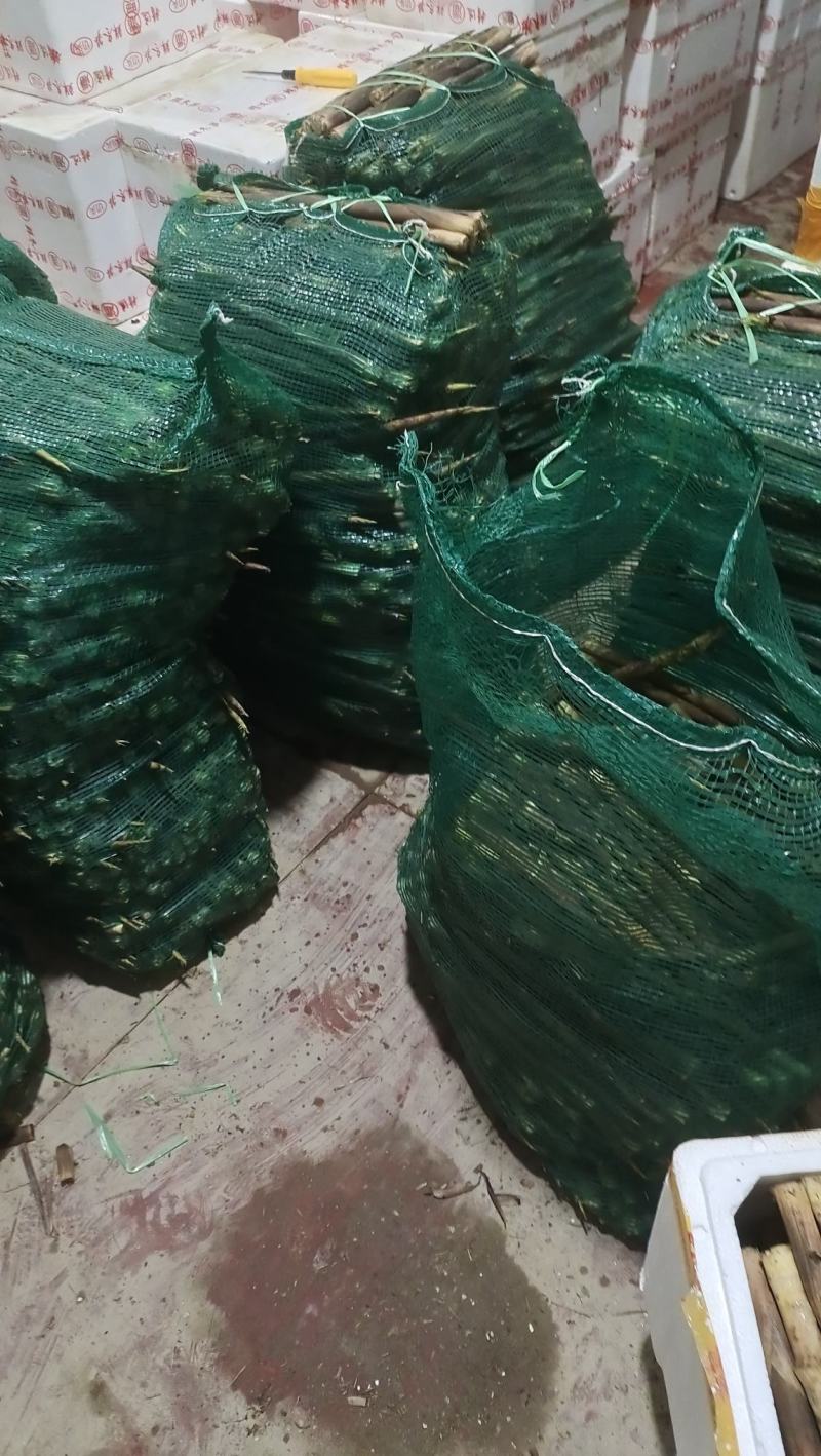 重阳笋
