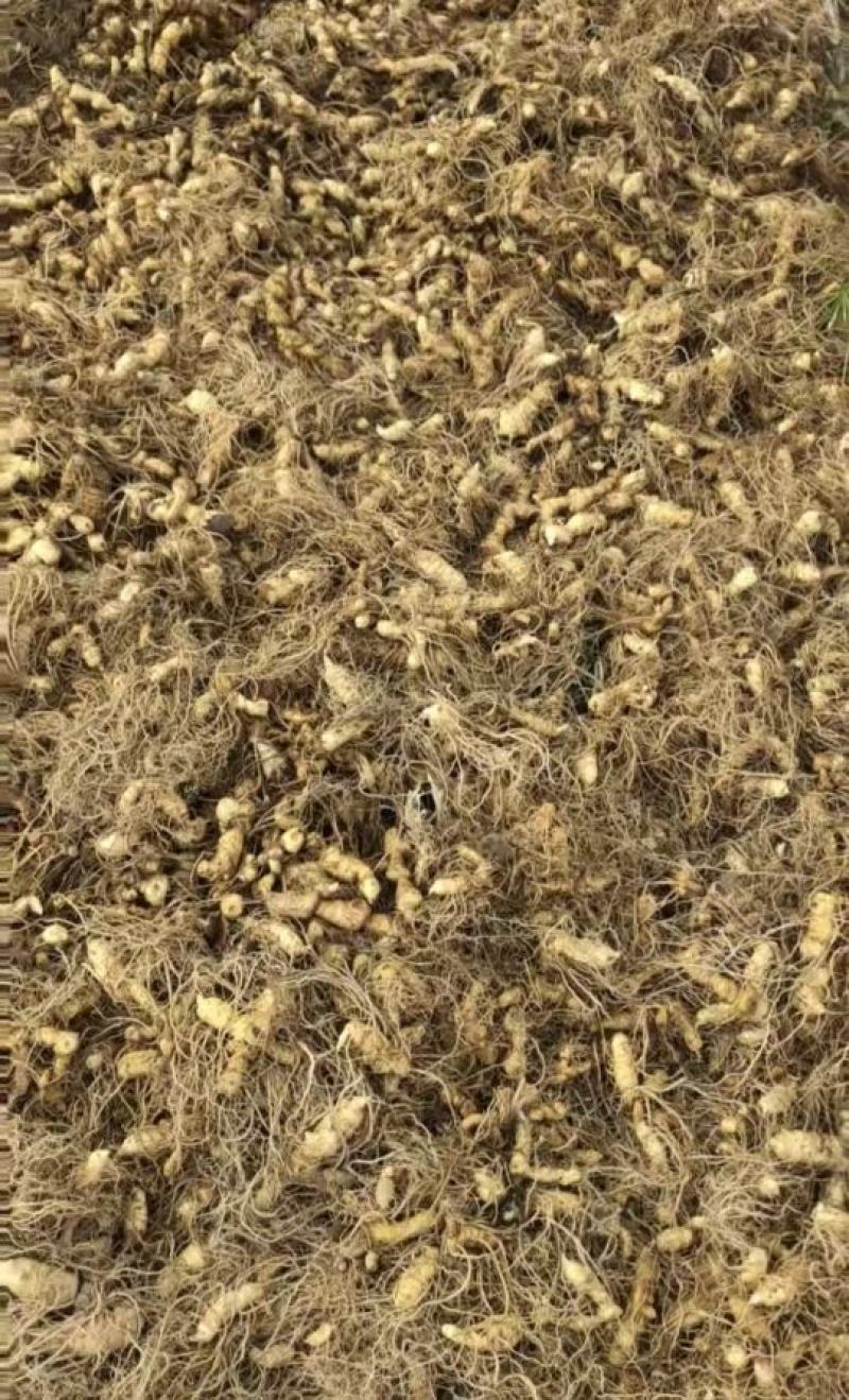 多花姜型甜质黄精种芽多花姜型甜质黄精种芽