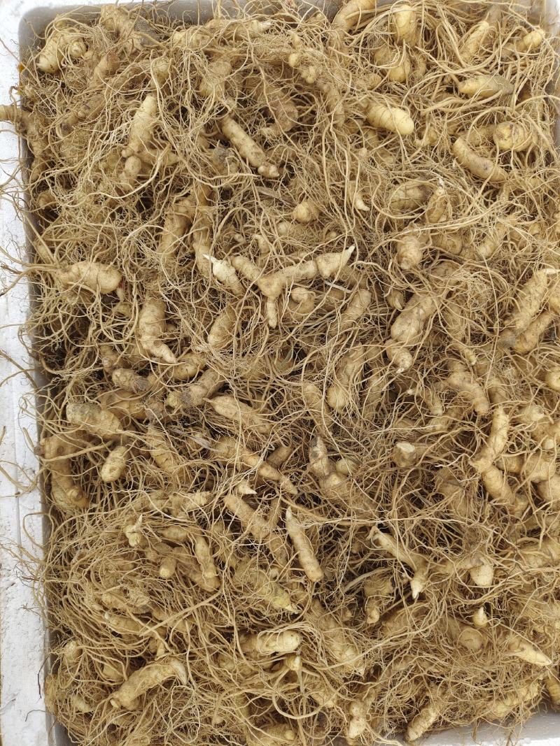 多花姜型甜质黄精种芽多花姜型甜质黄精种芽