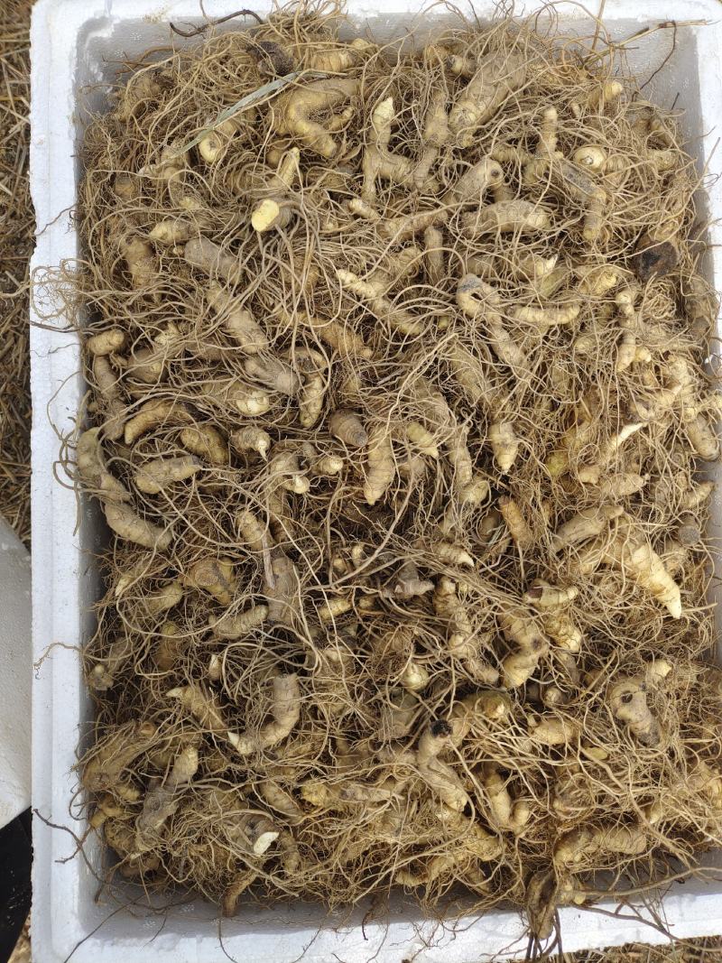 多花姜型甜质黄精种芽多花姜型甜质黄精种芽