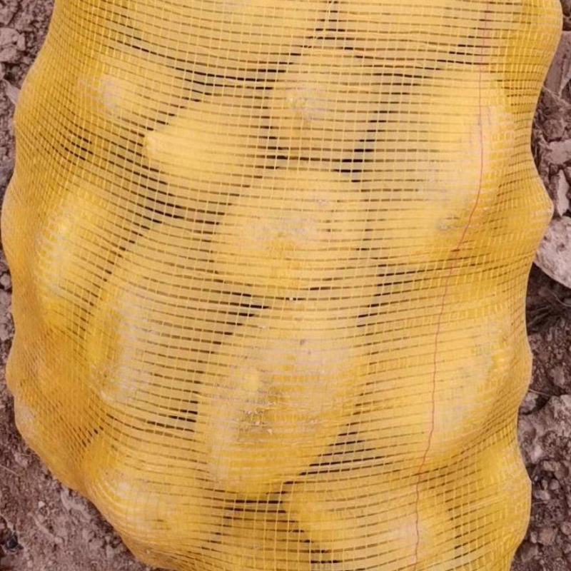陇七陇十定西土豆甘肃临洮土豆产地直发