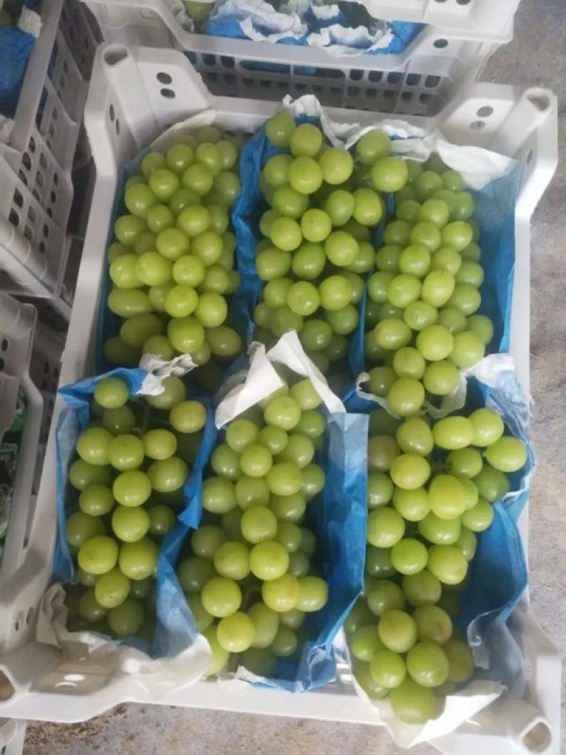 【甄选】阳光玫瑰产地一手货源质量保证，甜度高质量保证