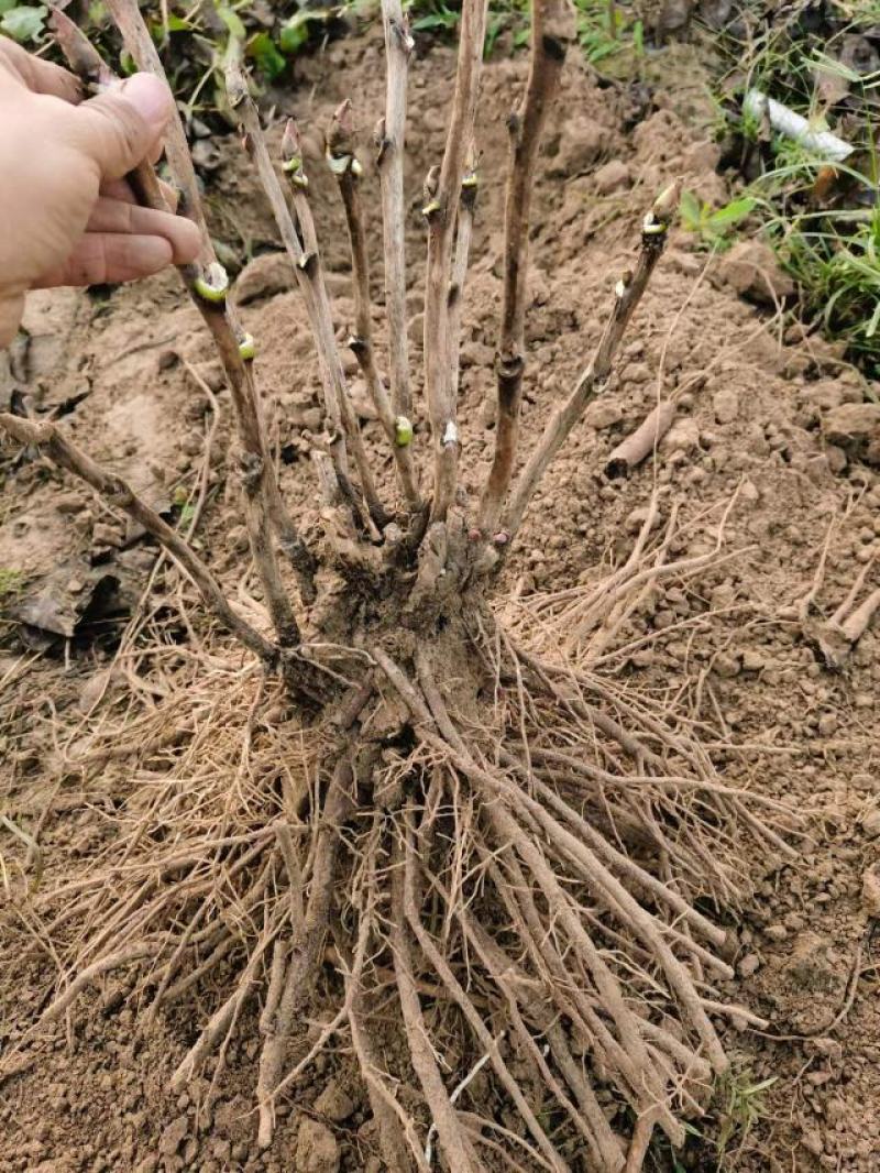 首案红牡丹秋季裸根发货紫根盆栽地栽牡丹菏泽大城牡丹发货