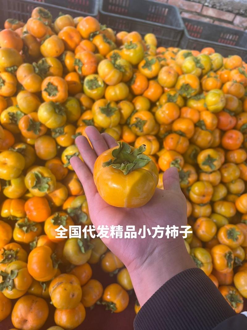 江苏小方柿子，奶油柿子，精品小方柿子全国代发