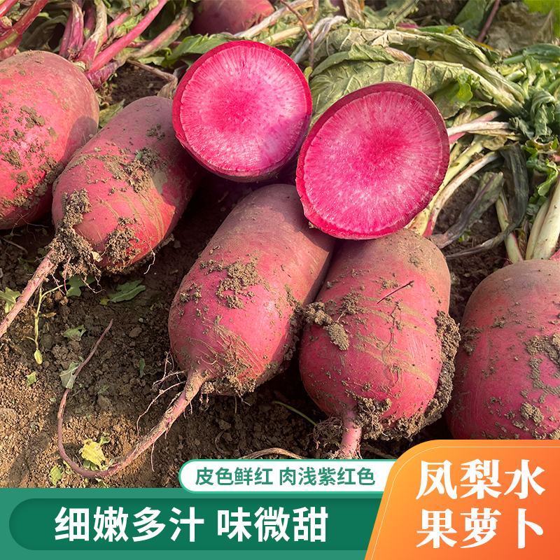 凤梨水果萝卜种子红心满堂红水果萝卜种子籽心里美四季蔬菜种
