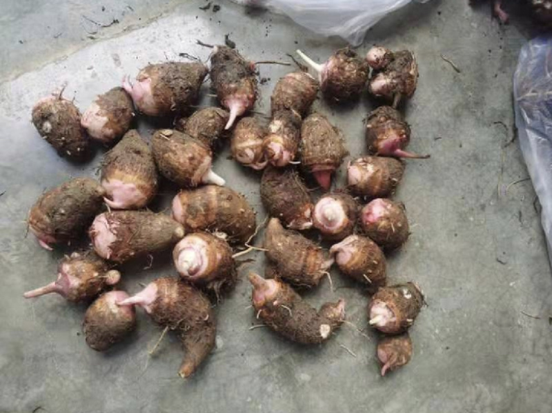 芋头种苗，荔浦芋头种，福建芋种，槟榔芋种，芋头种子。