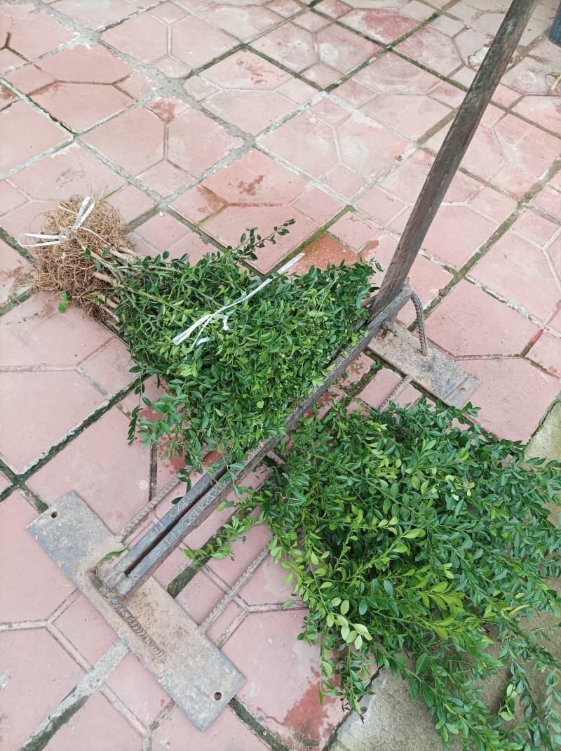 柠檬苗奥州手指柠檬苗嫁接苗成品苗营养袋苗