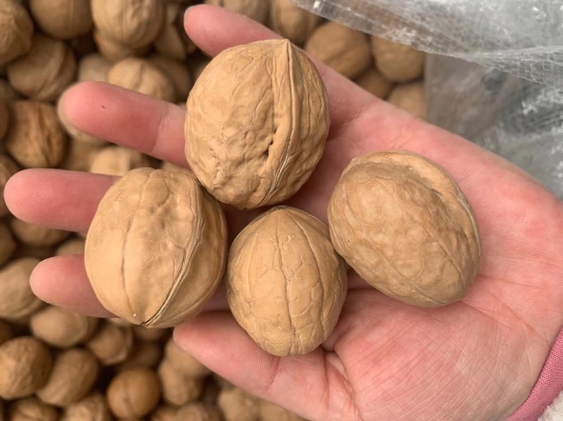 [热卖]云南麻子脆皮核桃，新疆脆皮核桃，薄皮肉多