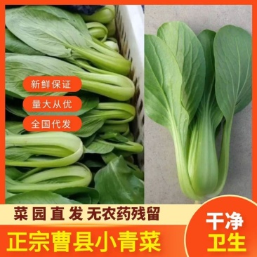 《热销》山东上海青基地直供全国代发提供一条龙服务！