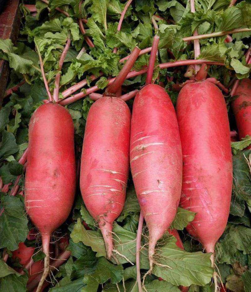 新双红耐热红萝卜种子花叶皮浅红色早熟杂交萝卜种籽抗热