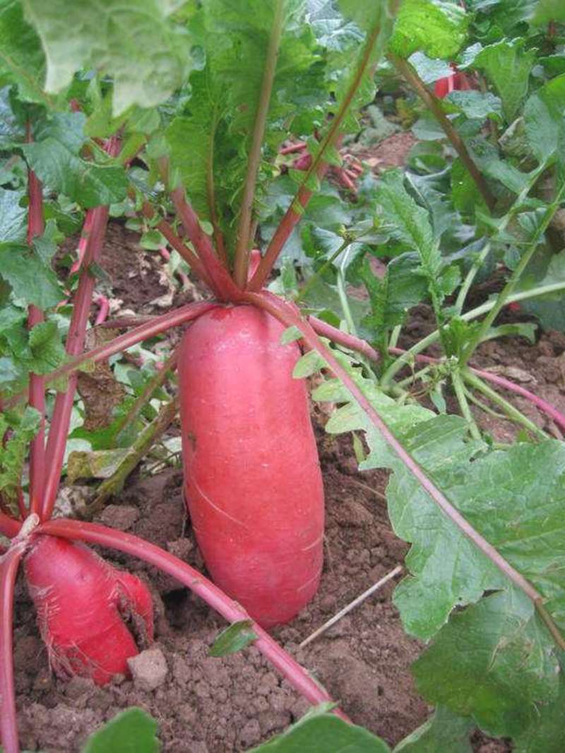 新双红耐热红萝卜种子花叶皮浅红色早熟杂交萝卜种籽抗热