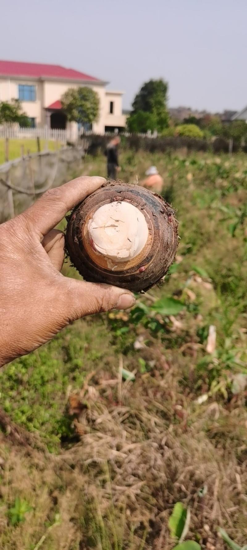 长沙高粉槟榔芋