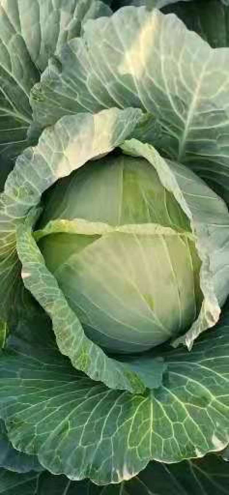 扁包菜金丰一号澳其娜大白菜白萝卜有机花