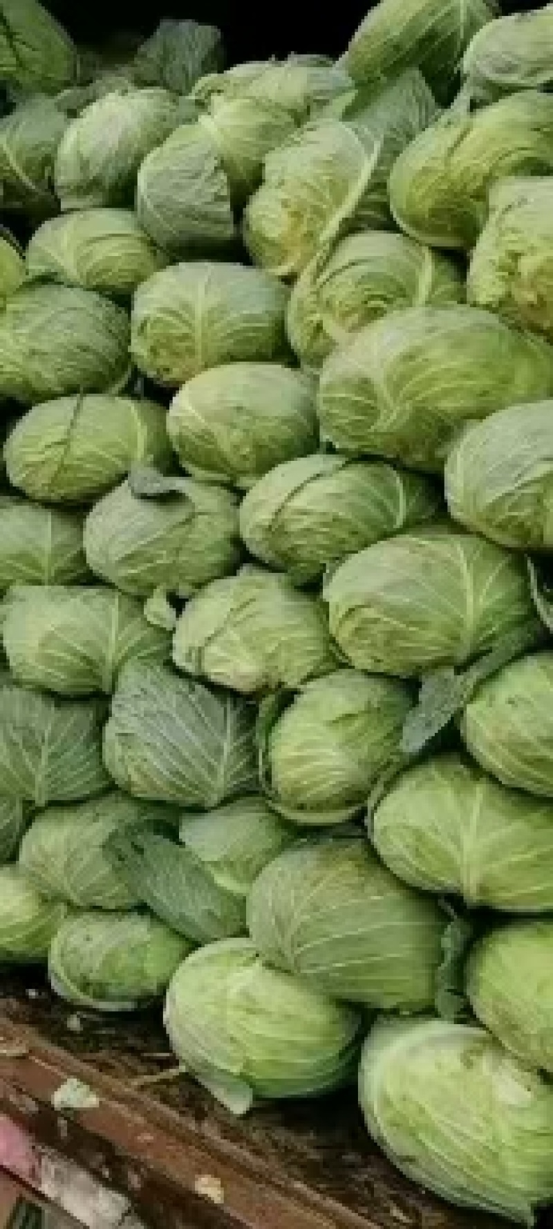 扁包菜金丰一号澳其娜大白菜白萝卜有机花