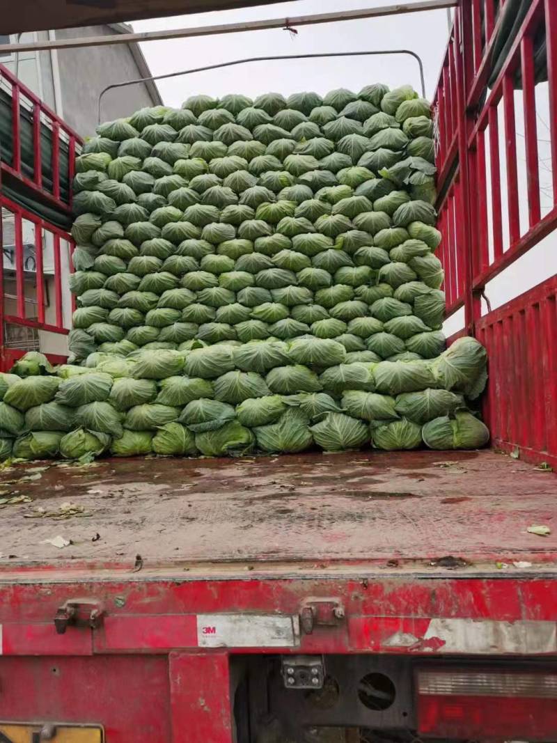 扁包菜金丰一号澳其娜大白菜白萝卜有机花