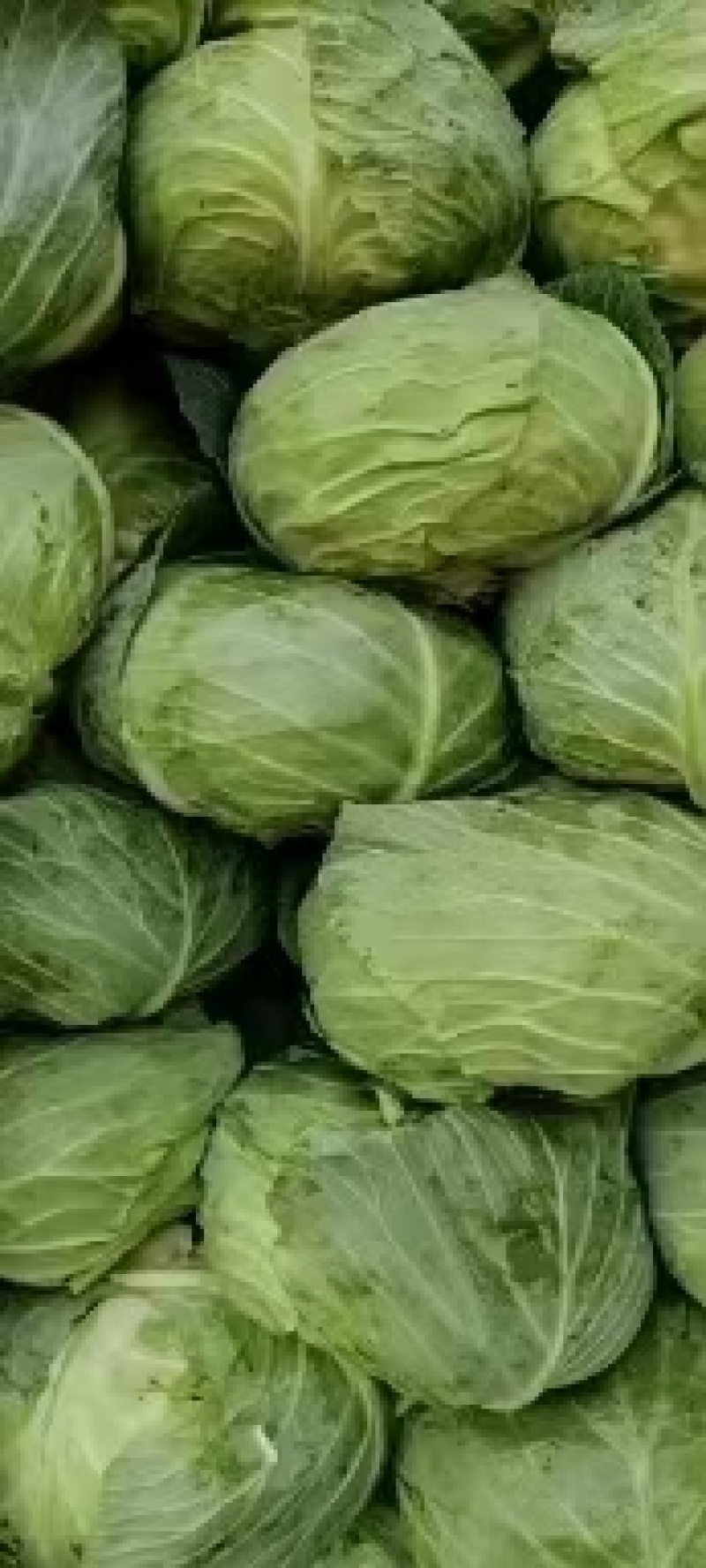 扁包菜金丰一号澳其娜大白菜白萝卜有机花