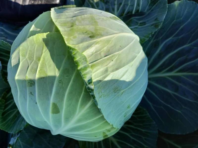 扁包菜金丰一号澳其娜大白菜白萝卜有机花