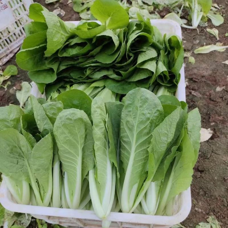 【实力】山东精品奶白菜，电商货源充足，量大从优，欢迎采购
